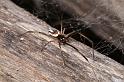 Latrodectus_hasselti_D3644_Z_89_Hamelin pool_Australie